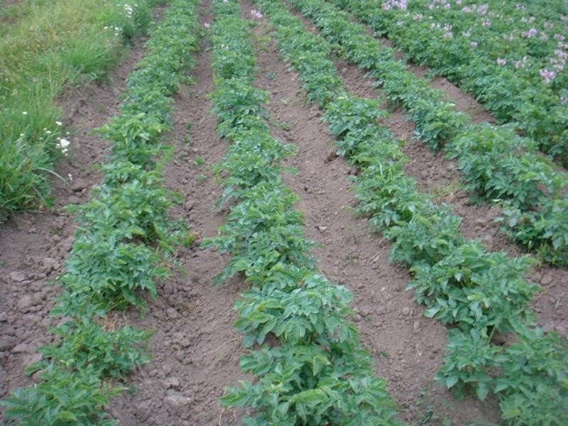 Готовое поле для картофеля