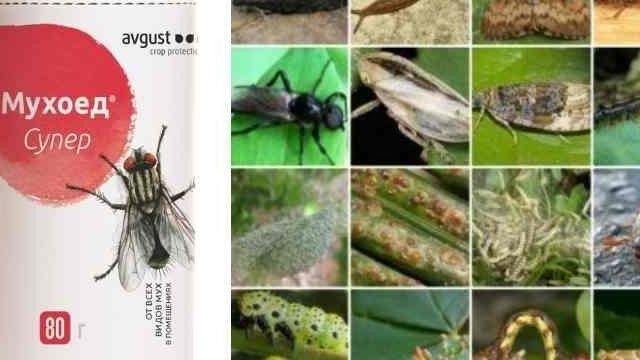 Как избавиться от почвенных мушек — спасаем растения от мелких, но зловредных насекомых