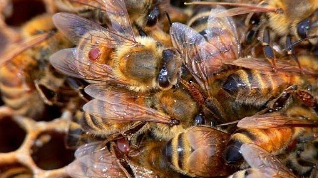 Обработка пчел от клеща осенью муравьиной кислотой