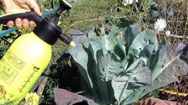 Описание гербицидов для обработки капусты и их использование после всходов