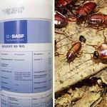 Средство Регент от тараканов