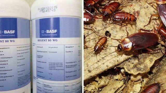 Регент от тараканов — отзывы и инструкция по применению