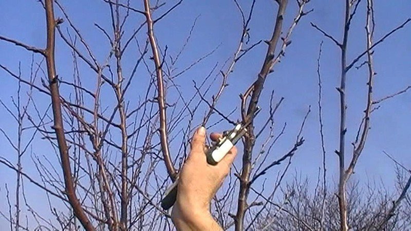 Обрезка плодовых деревьев слива