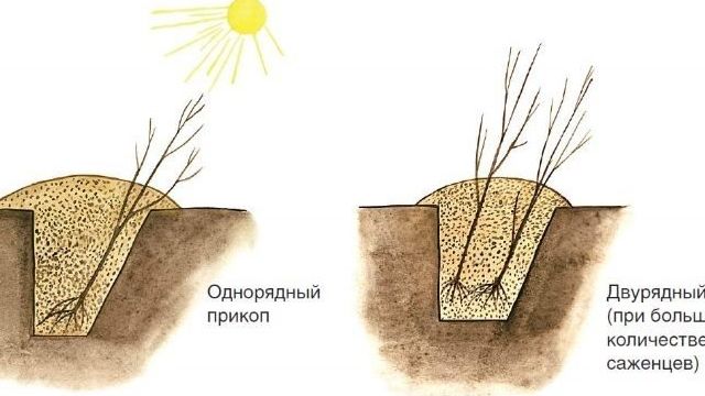 Как сажать черешню осенью в московской области