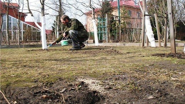 Лучшие самоплодные и низкорослые сорта черешни для выращивания в средней полосе России, посадка и уход