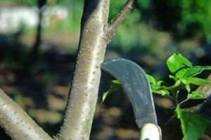 Принцип обрезания плодовых деревьев