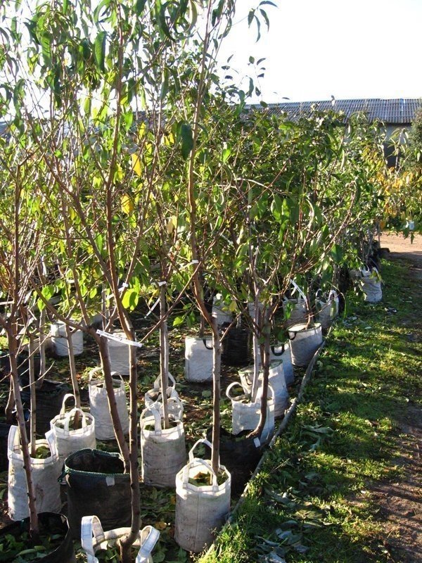 Саженцы плодовых деревьев новомариинский