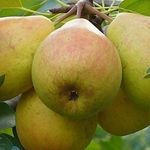 Чем отличается дерево груши от яблони