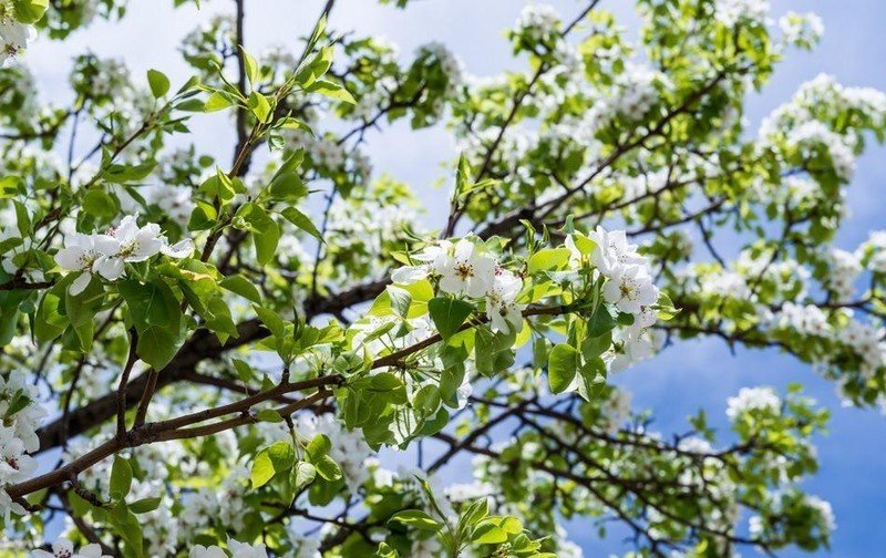 Яблоня семеренко цветение