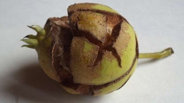 Почему чернеют и трескаются плоды груши, что делать?