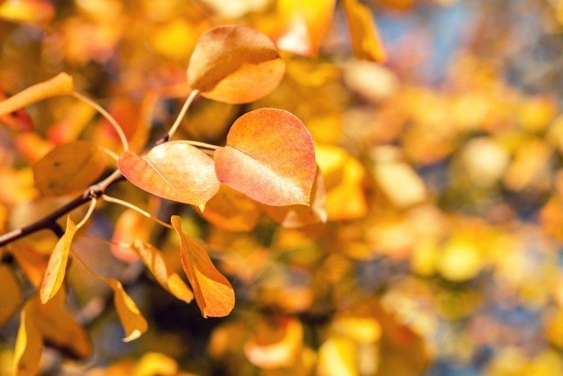 Листья груши осенью