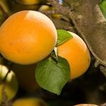 Как правильно вырастит абрикос в сибири