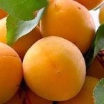 Как привить абрикос на абрикос весной зелеными черенками