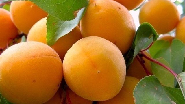Как привить абрикос на абрикос весной зелеными черенками