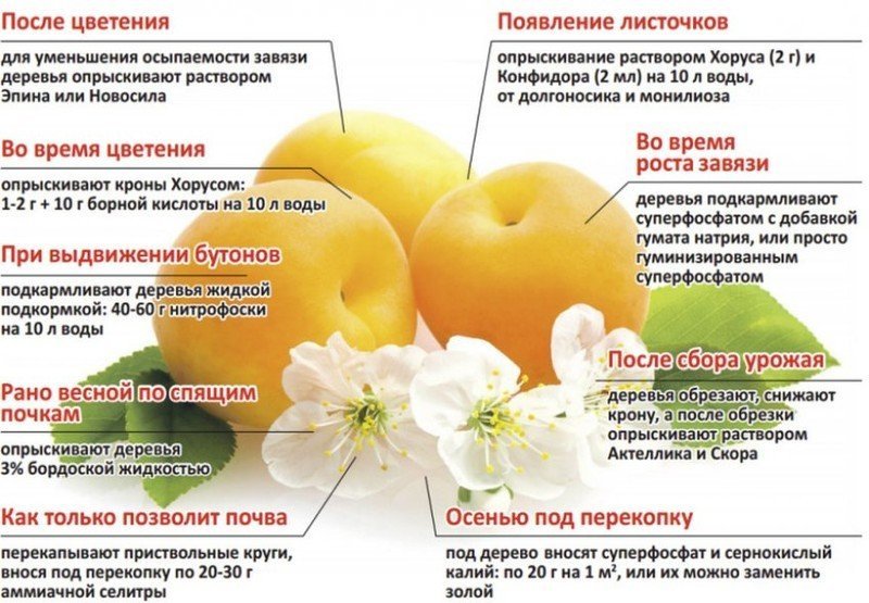 Схема удобрения абрикоса