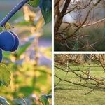 Как посадить сливу саженцами весной и осенью в открытый грунт