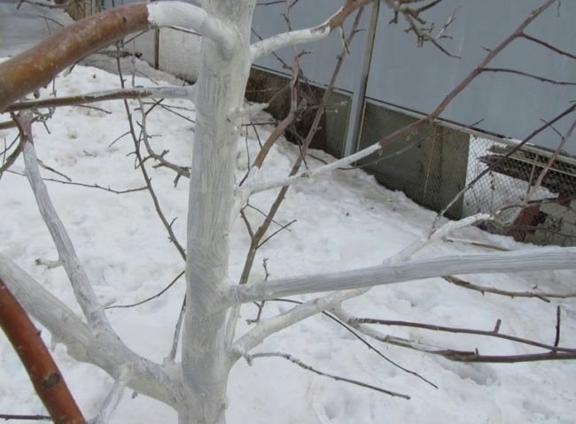 Яблони зимой защита от снега