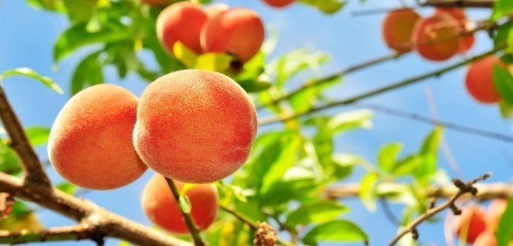 Персик сорт морретини