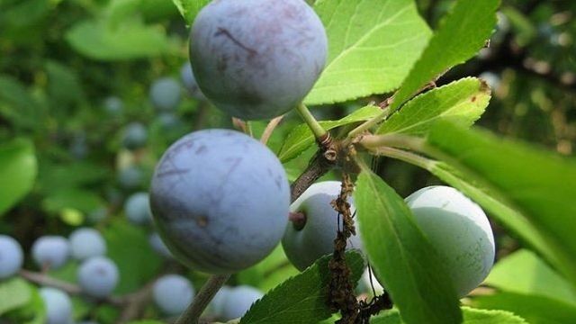 О сливе Яичная Синяя: описание сорта, особенности опыления, агротехника выращивания