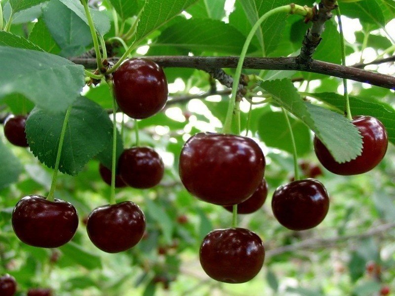 Плоды вишни Харитоновская на ветке