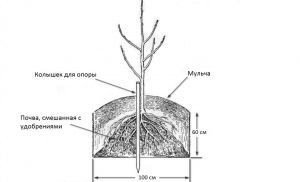 Схема посадки груши чижовская