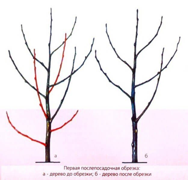 Обрезка плодовых деревьев весной черешня