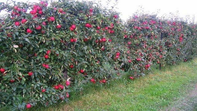 Глостер яблоки фото. Сорт яблок «Глостер»: характеристика и правила выращивания