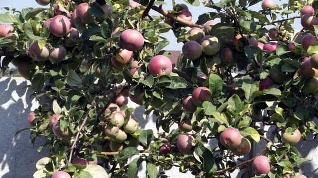 Характеристики и описание яблони сорта Лобо, выращивание и уход