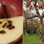 Как вырастить яблоню из семечка в домашних условиях