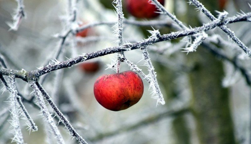 Ледяные яблоки на дереве