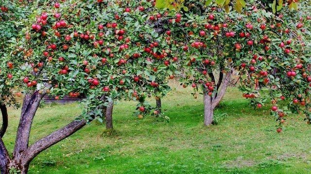Лучшие сорта яблонь для России: описание яблок, сроки созревания и уход