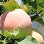 Описание сорта яблони Серебярное копытце: фото яблок, важные характеристики, урожайность с дерева