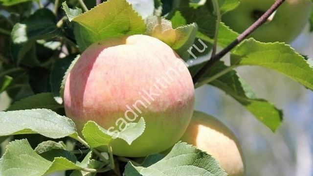 Урожайная яблоня Серебряное копытце