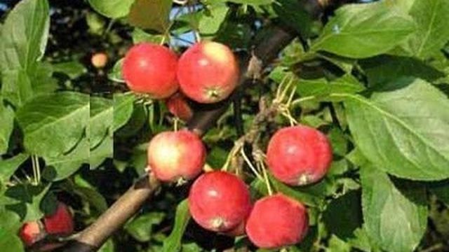 Особенности выращивания яблонь сорта Горноалтайское