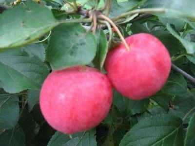 Яблоня пепинка литовская