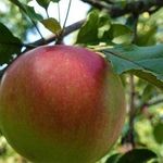 Особенности яблони сорта Уэлси