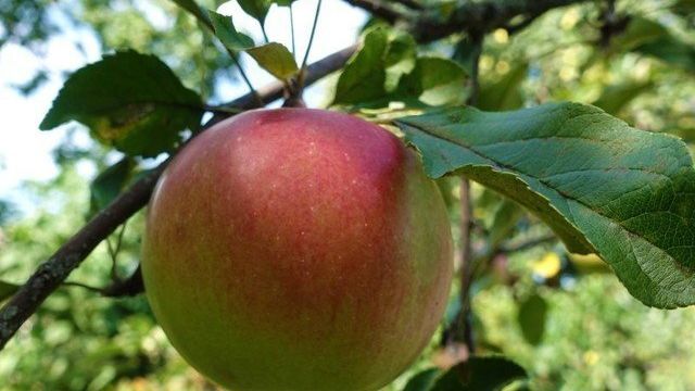 Особенности яблони сорта Уэлси