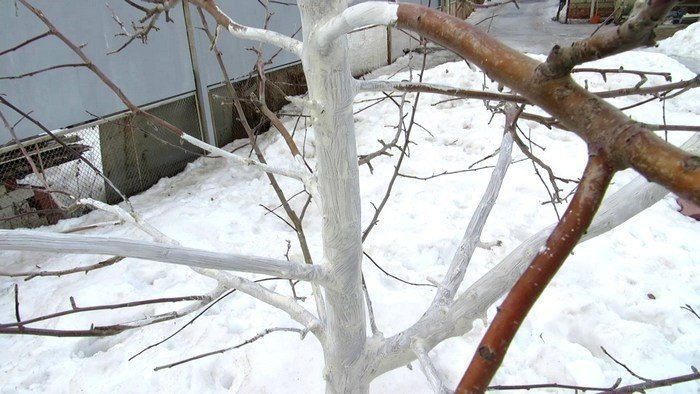 Заморозки на плодовых деревьях