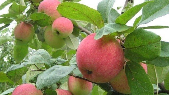 Почему плохо растет яблоня? Что делать если не плодоносят плодовые деревья Почему плохо растут яблони и груши
