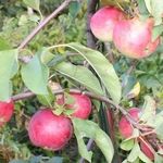 Подробная характеристика и особенности выращивания яблони сорта Былина