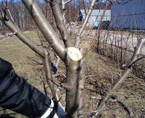 Обрезка деревьев плодовых стволовых