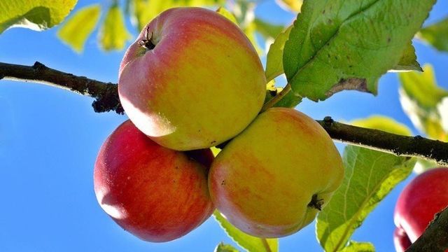 Почему могут сохнут листья на концах веток яблони в июне и что можно сделать