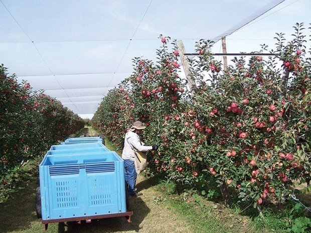 Белоруссия технология яблочного сада