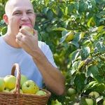 Урожайность яблок с 1 га. Выращивание яблок как бизнес