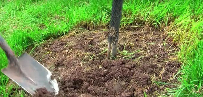 Мульчирование приствольных кругов скошенной травой
