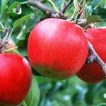 Виды подкормок для яблонь и время внесения