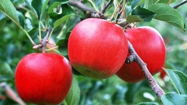 Виды подкормок для яблонь и время внесения