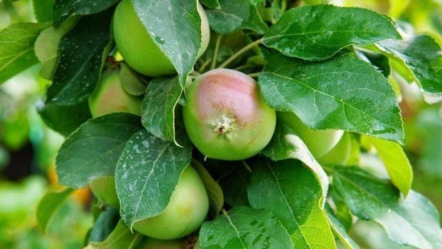 Яблоня колоновидная: фото, посадка и уход, как плодоносит