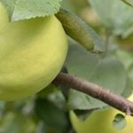 Выращивание яблони Народное