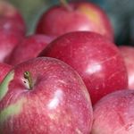 Яблоки Слава победителю — характеристики сорта, преимущества, посадка и уход